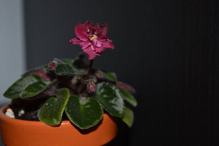 Jolly Wow - Violete Africane August 2017