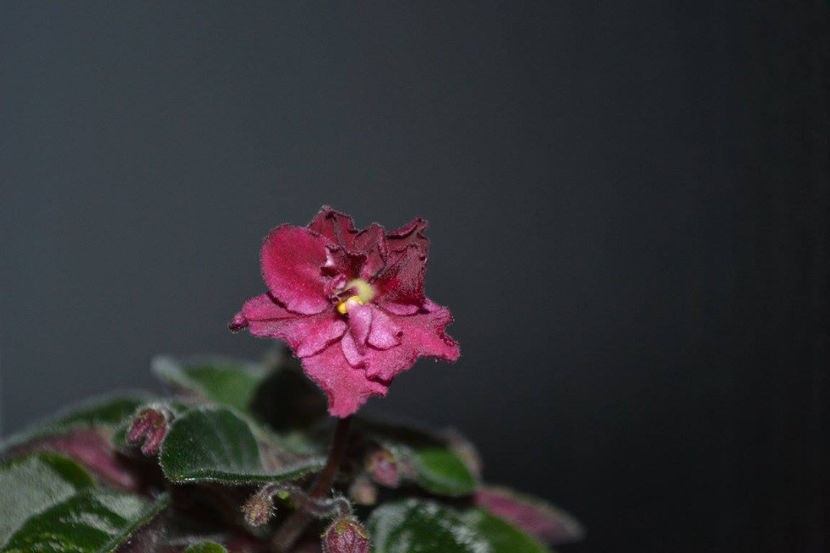 Jolly Wow - Violete Africane August 2017