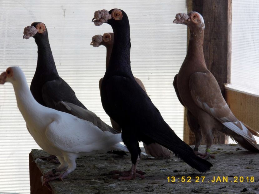 27-28.01.2018 - INSTANTANEE KARRIER