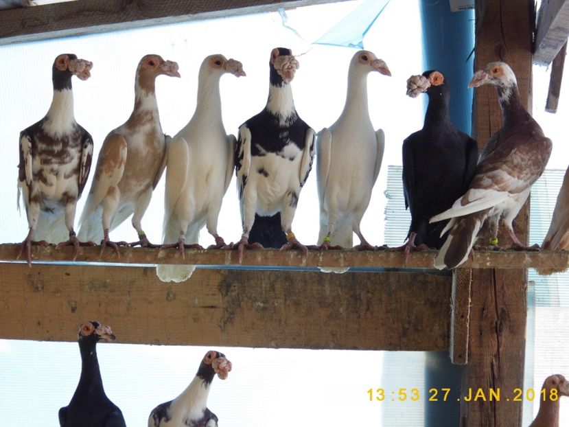 27-28.01 (36) - INSTANTANEE KARRIER