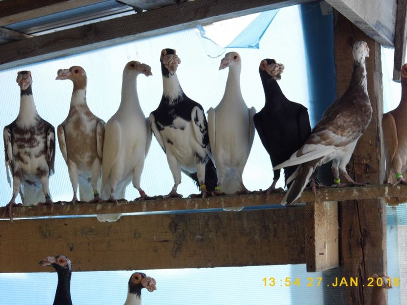 27-28.01 (38) - INSTANTANEE KARRIER