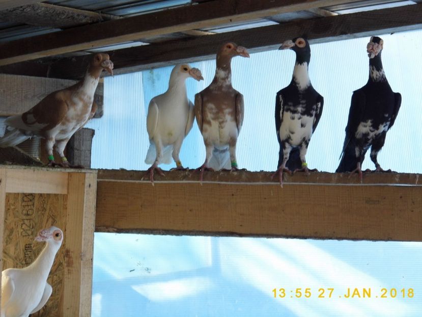 27-28.01 (39) - INSTANTANEE KARRIER