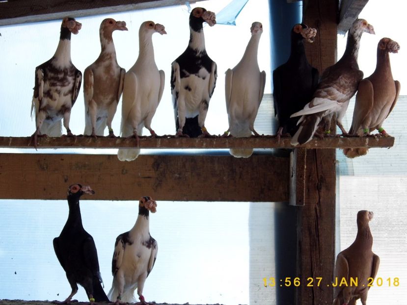 27-28.01 (41) - INSTANTANEE KARRIER