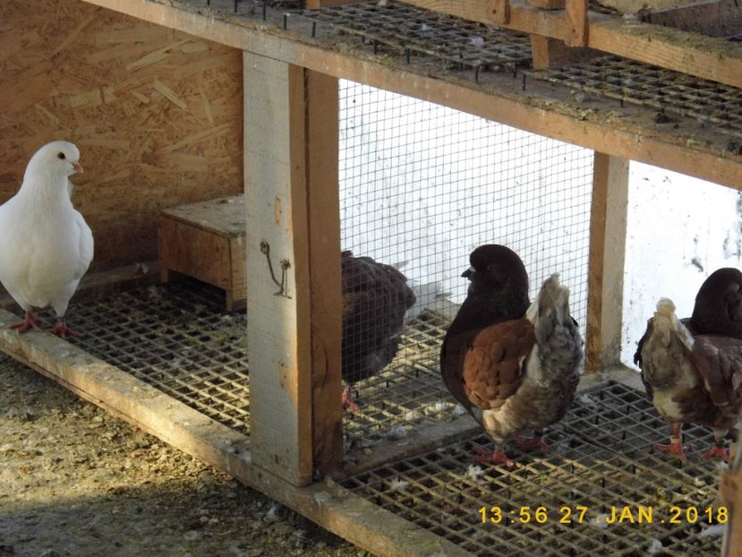 27-28.01 (43) - INSTANTANEE KARRIER