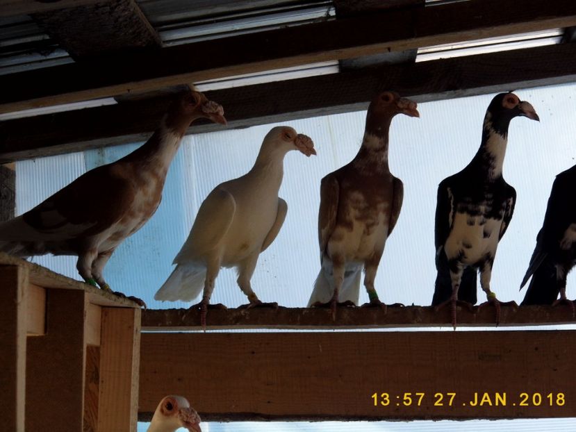 27-28.01 (44) - INSTANTANEE KARRIER