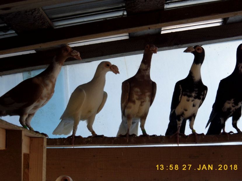 27-28.01 (45) - INSTANTANEE KARRIER