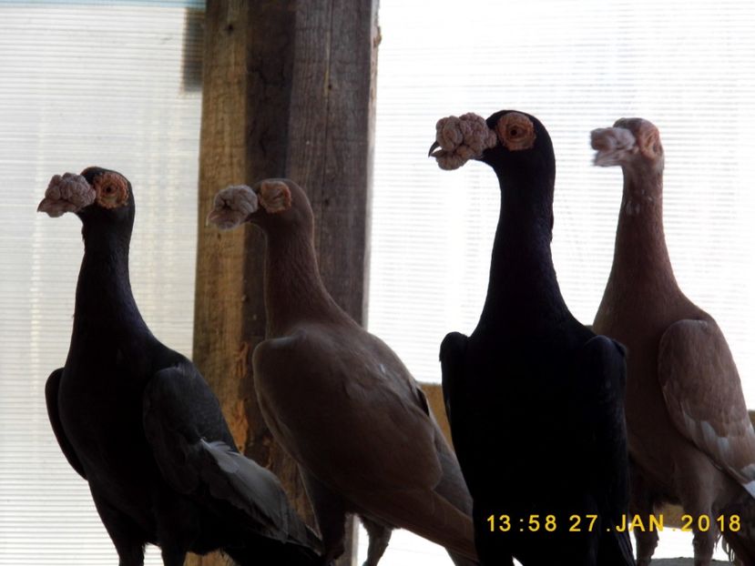 27-28.01 (47) - INSTANTANEE KARRIER