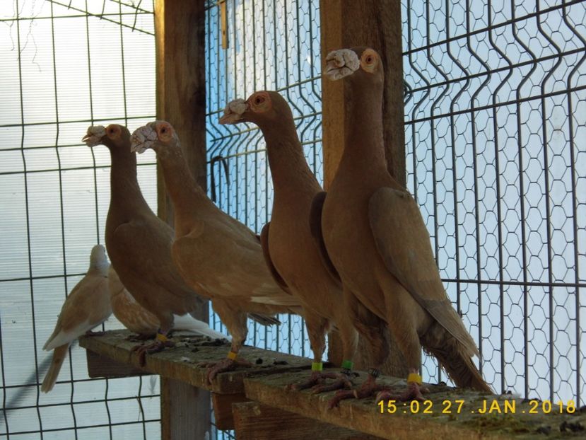 27-28.01 (56) - INSTANTANEE KARRIER