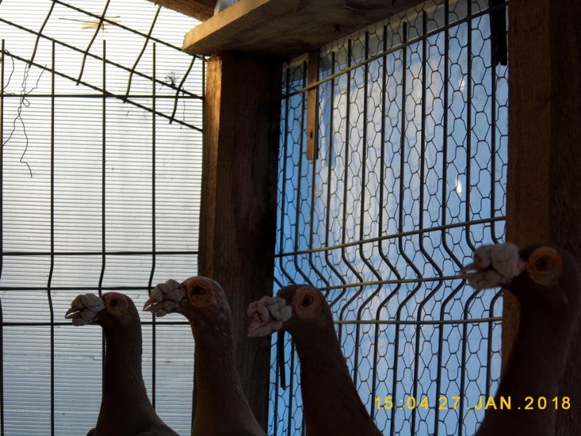 27-28.01 (60) - INSTANTANEE KARRIER