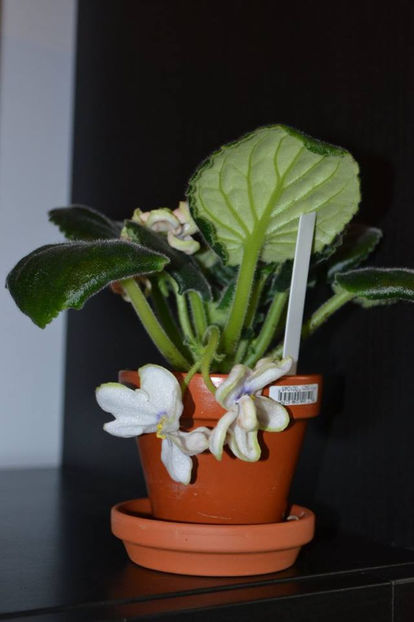 RS-Islandiya - Violete Africane Licitatie