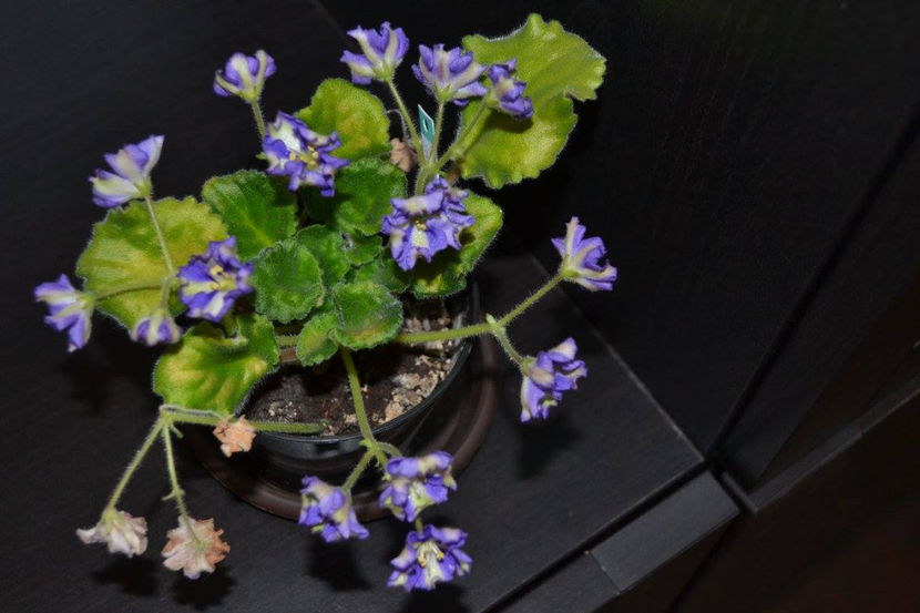 Yukako Chimera - Violete Africane iunie 2017