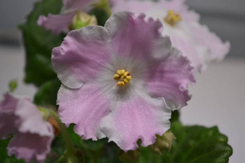 LE-Potseluy Angela - Violete Africane Licitatie