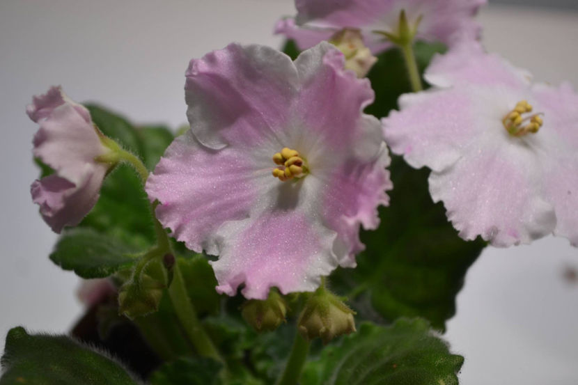 LE-Potseluy Angela - Violete Africane Licitatie