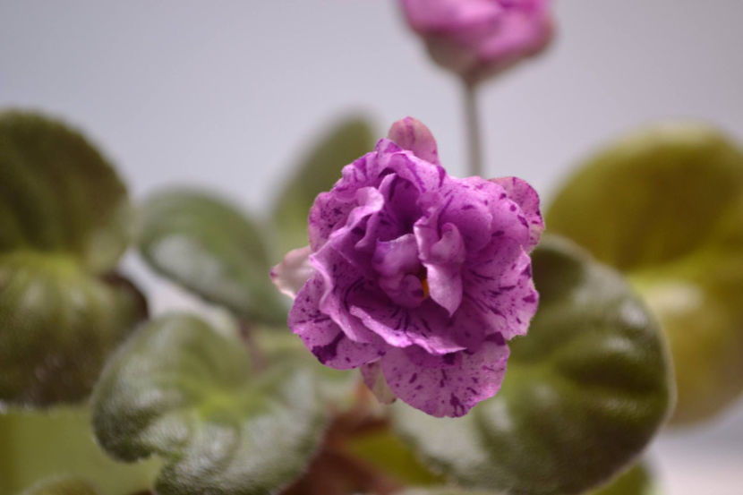 noname2 - Violete Africane