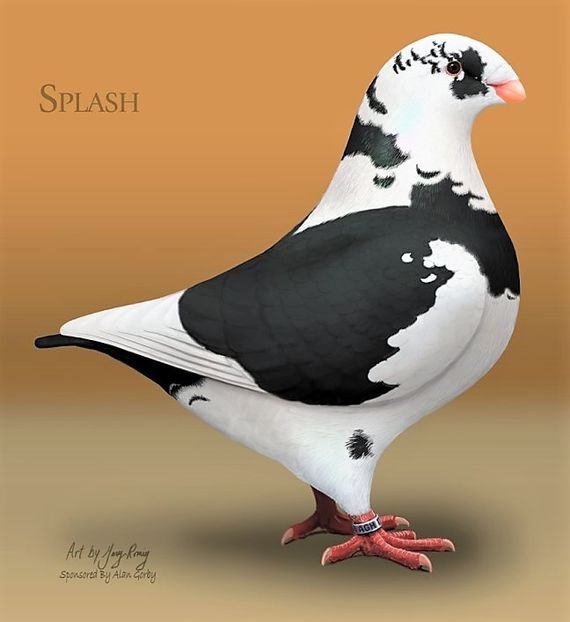 AGH_Black-Splash (2) - AGH - Matk 2018