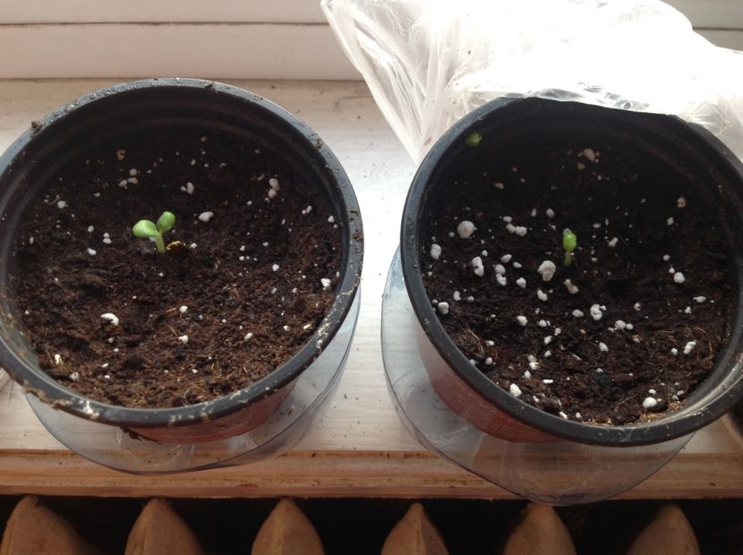 Muscata - Răsaduri 2018