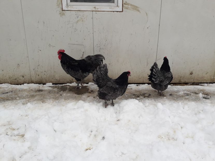 29 - 01 - 2018 - G AUSTRALORP ALBASTRU