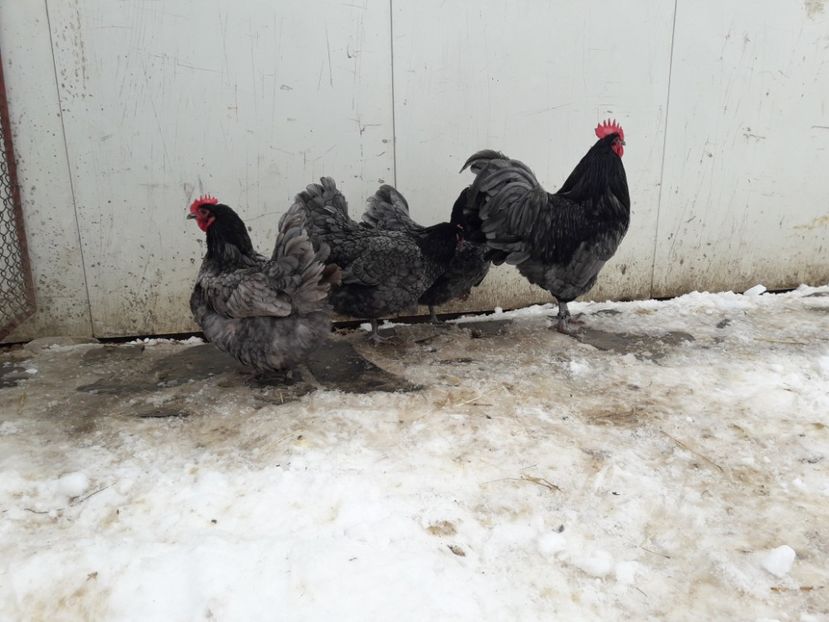 29 - 01 - 2018 - G AUSTRALORP ALBASTRU