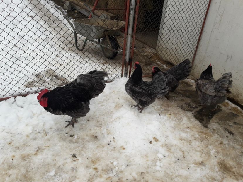 29 - 01 - 2018 - G AUSTRALORP ALBASTRU