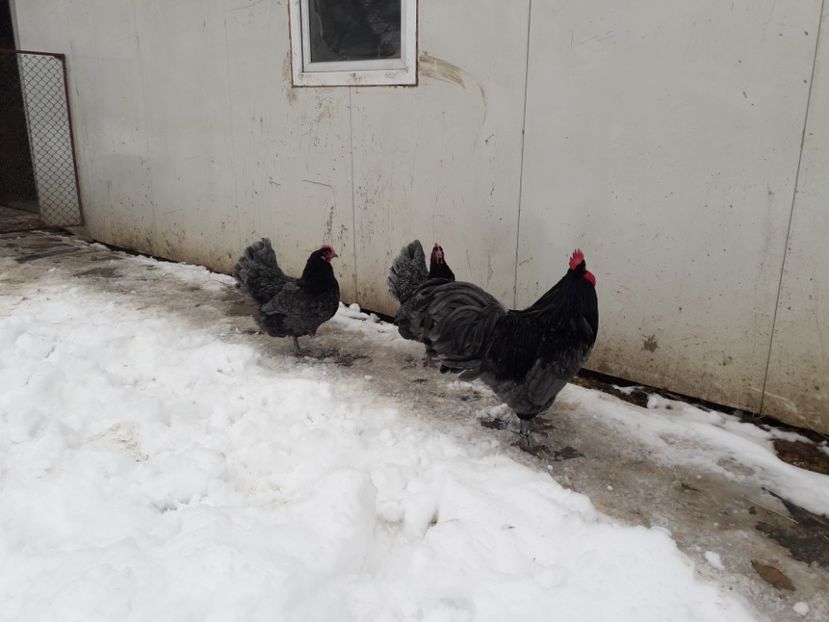 29 - 01 - 2018 - G AUSTRALORP ALBASTRU