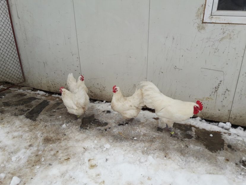 29 - 01 - 2018 - G AUSTRALORP ALB