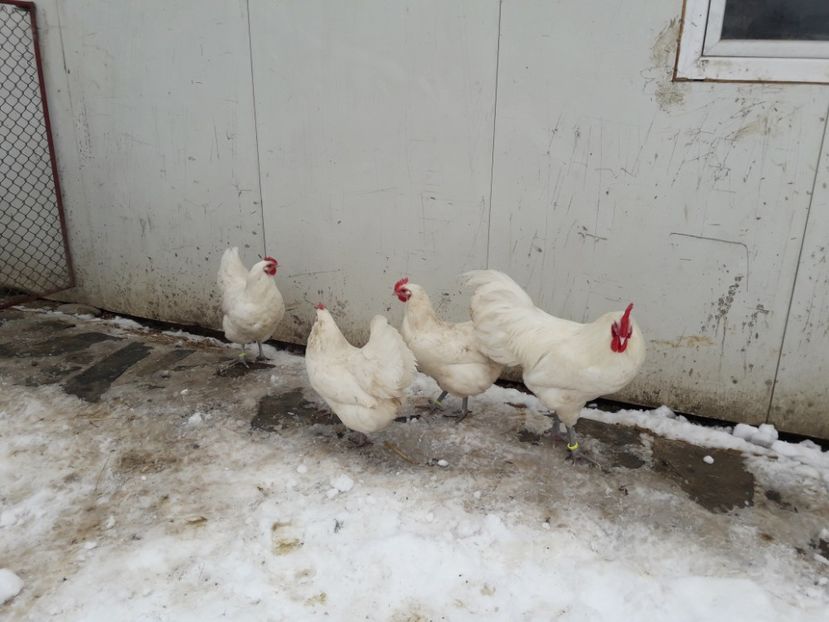 29 - 01 - 2018 - G AUSTRALORP ALB