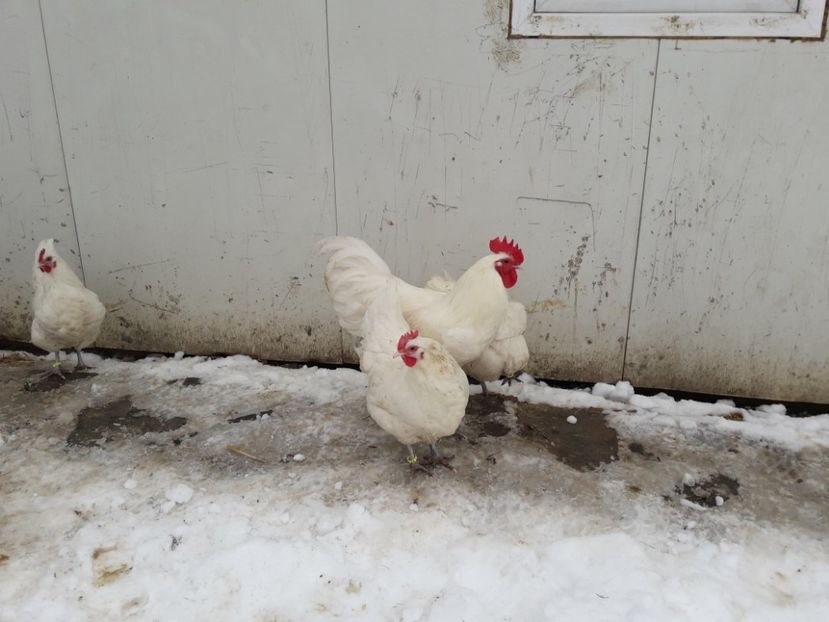 29 - 01 - 2018 - G AUSTRALORP ALB