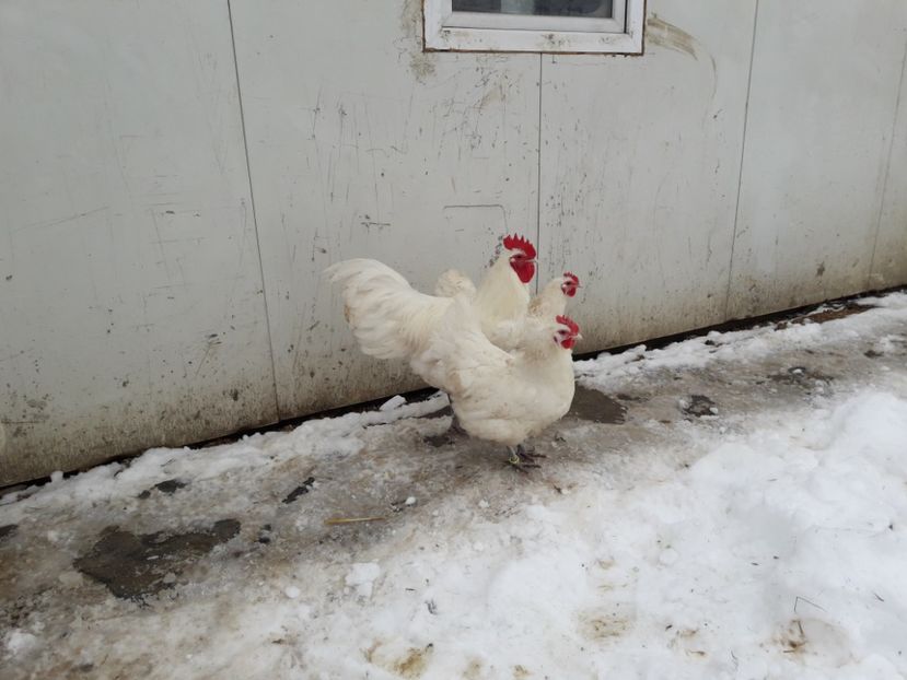 29 - 01 - 2018 - G AUSTRALORP ALB