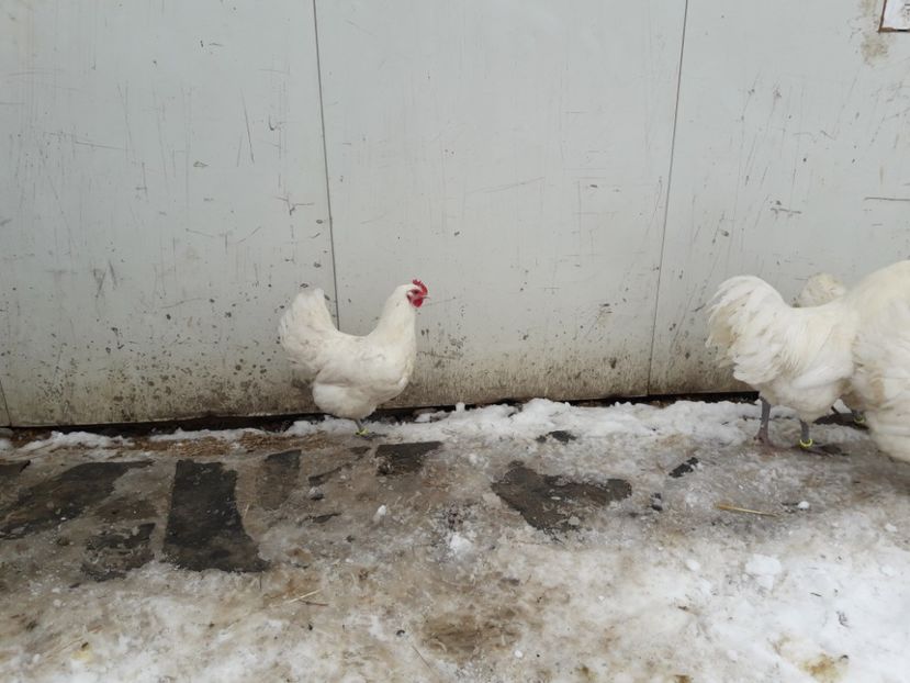 29 - 01 - 2018 - G AUSTRALORP ALB