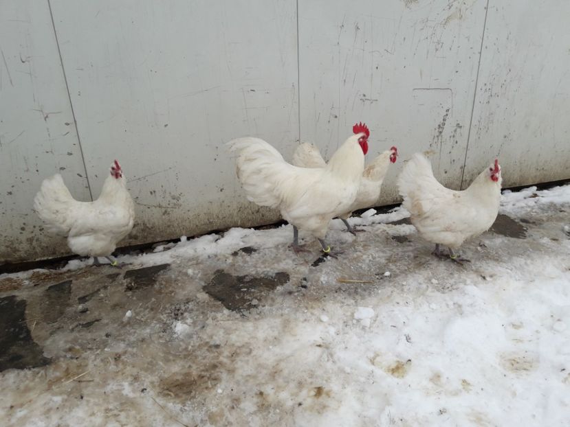 29 - 01 - 2018 - G AUSTRALORP ALB