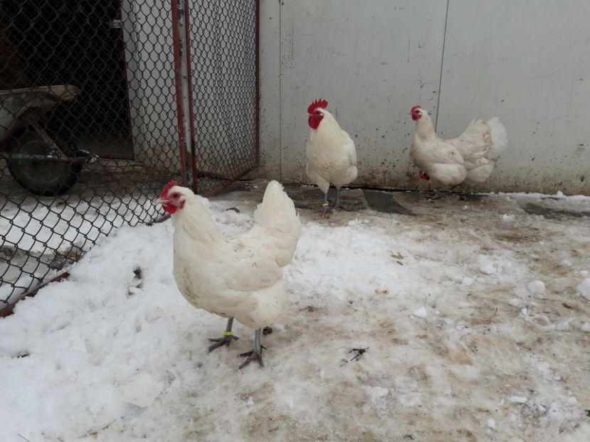 29 - 01 - 2018 - G AUSTRALORP ALB