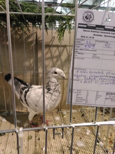  - Expo european Ungaria -Abony 2018