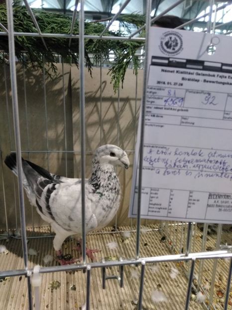  - Expo european Ungaria -Abony 2018