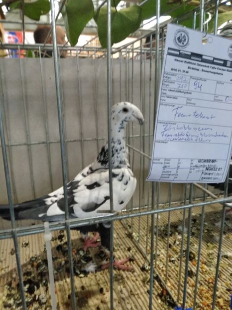  - Expo european Ungaria -Abony 2018