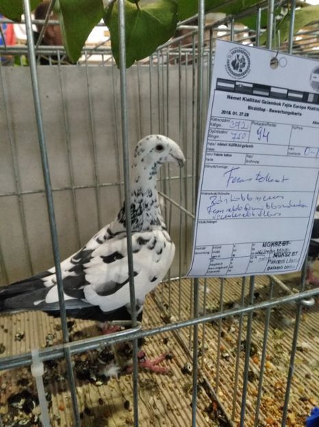  - Expo european Ungaria -Abony 2018