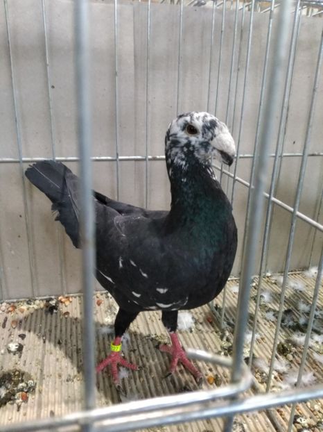  - Expo european Ungaria -Abony 2018