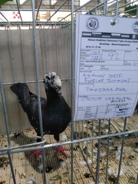  - Expo european Ungaria -Abony 2018