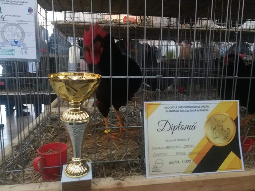 received_1981576488758100 - Rodhe-island