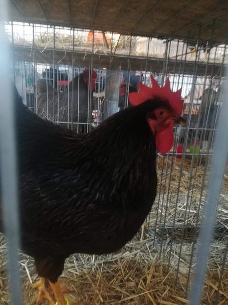 received_1981576528758096 - Rodhe-island