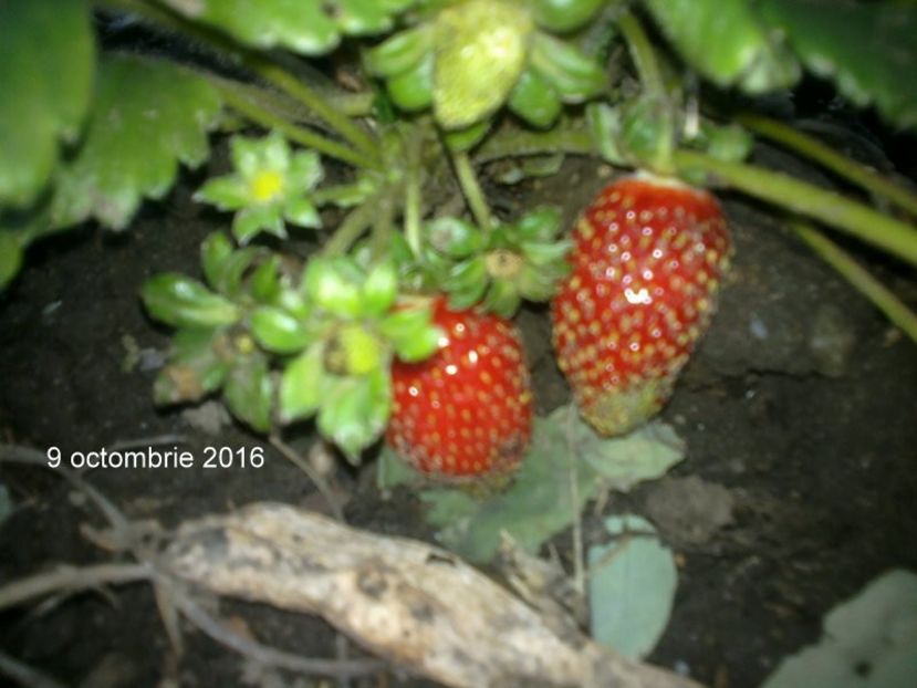 2016-10-09-6011 - oferta primavara 2018