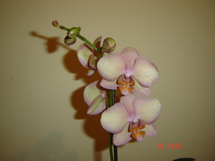 DSC04600 - Orhidee Phalaenopsis