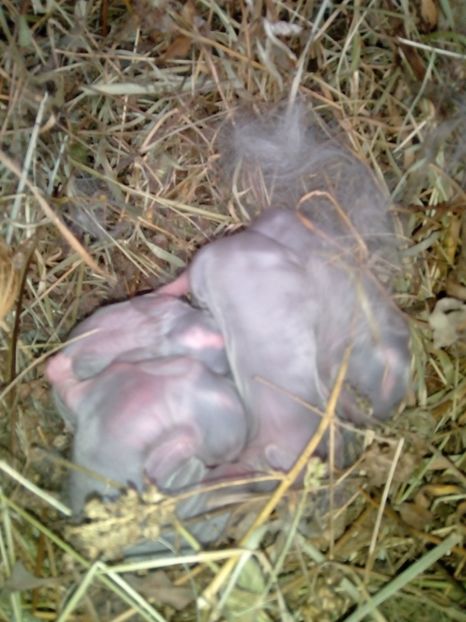  - Cuib din 29-01-2018