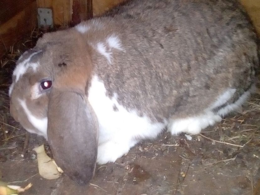  - ARHIVA IEPURI ce am avut câteva exemplare