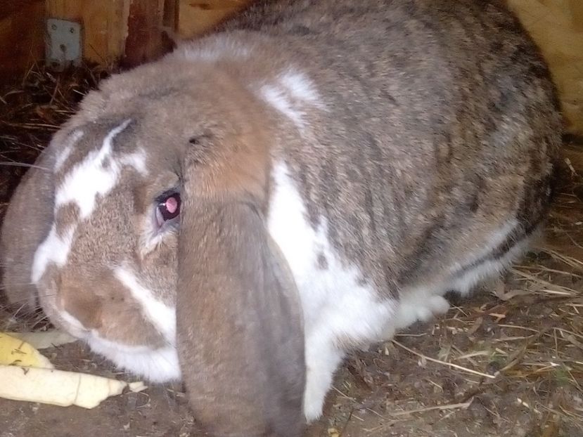  - ARHIVA IEPURI ce am avut câteva exemplare