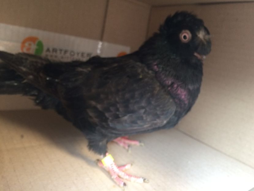 14171  femelă  2017 - Plecați ALBUM 1