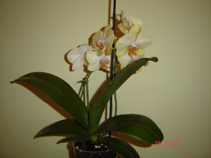 DSC04618 - Orhidee Phalaenopsis