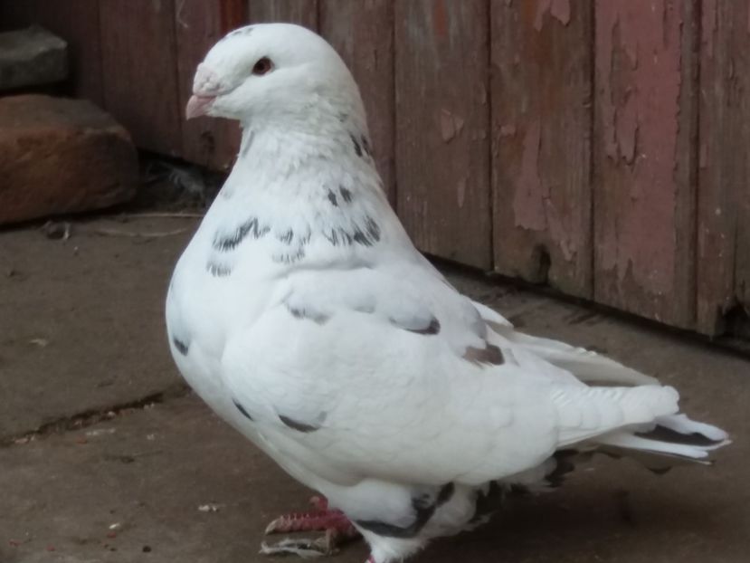 F-2015 - ARHIVA AGH II