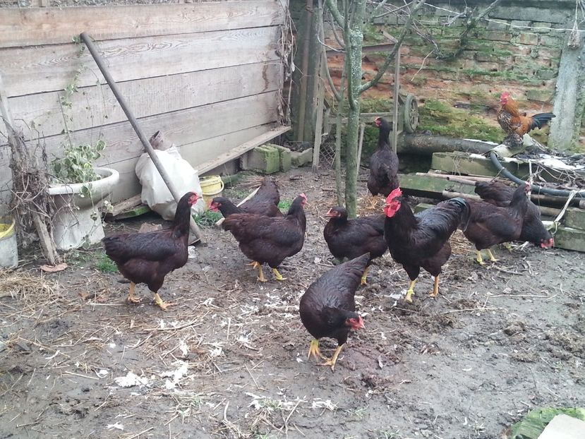  - Gaini rhode matca 2018