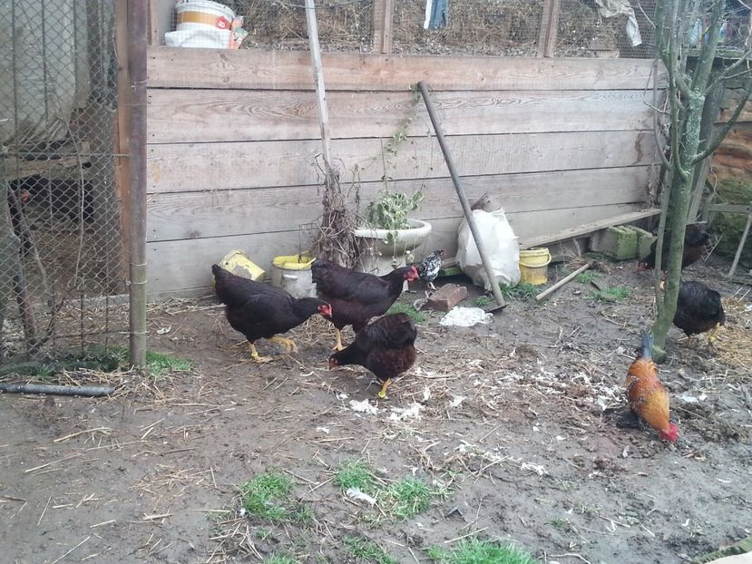  - Gaini rhode matca 2018