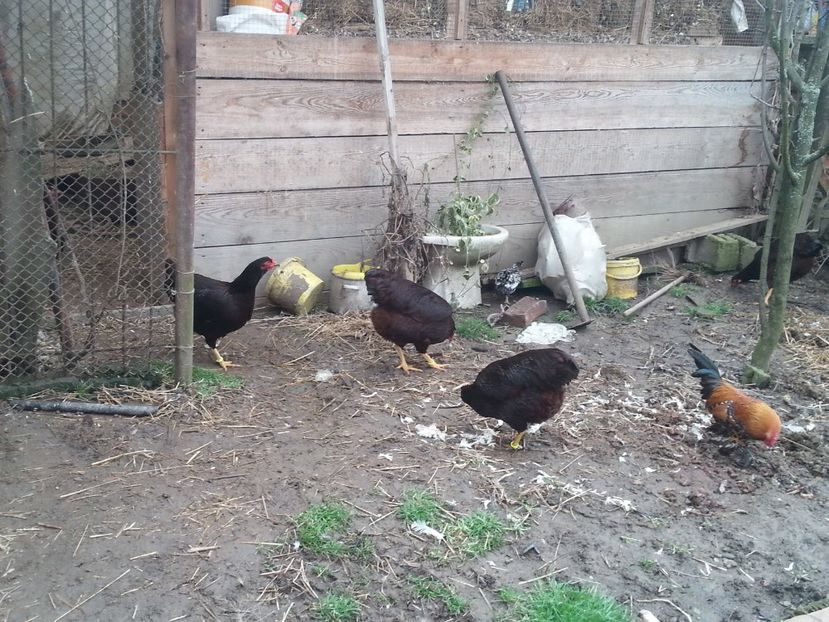  - Gaini rhode matca 2018